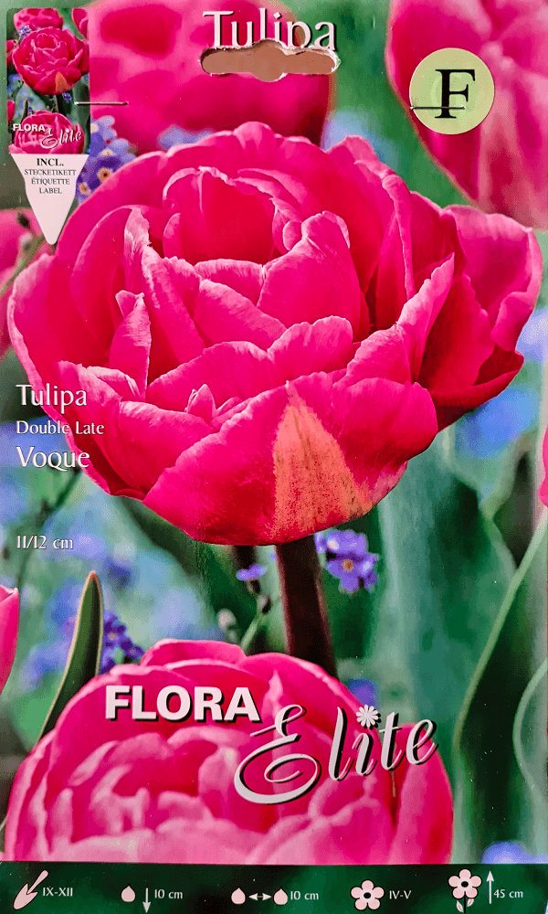 Tulpenzwiebeln Voque