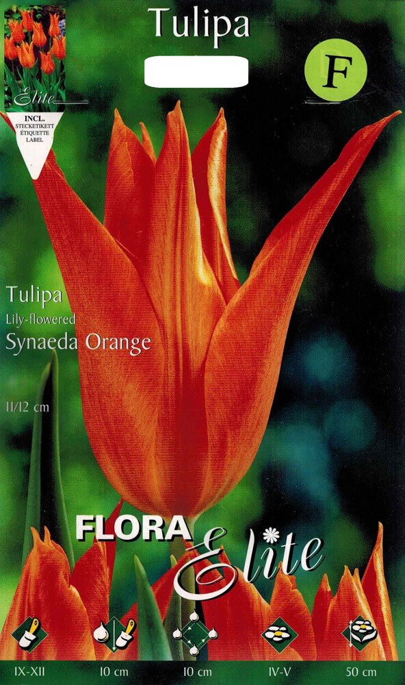 Tulpenzwiebeln Synaeda Orange