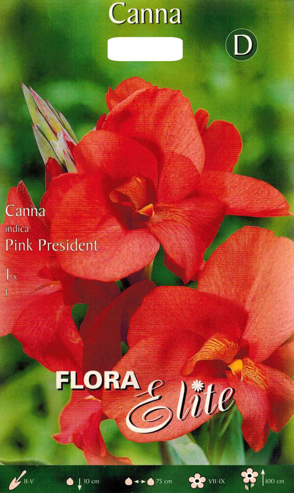 Canna Pink President