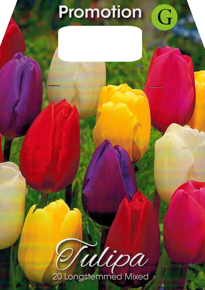 Großpackung Tulpenzwiebeln langstielige Mischung