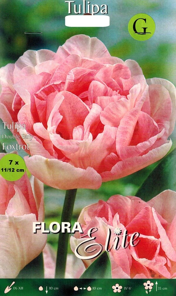 Tulpenzwiebeln Foxtrot