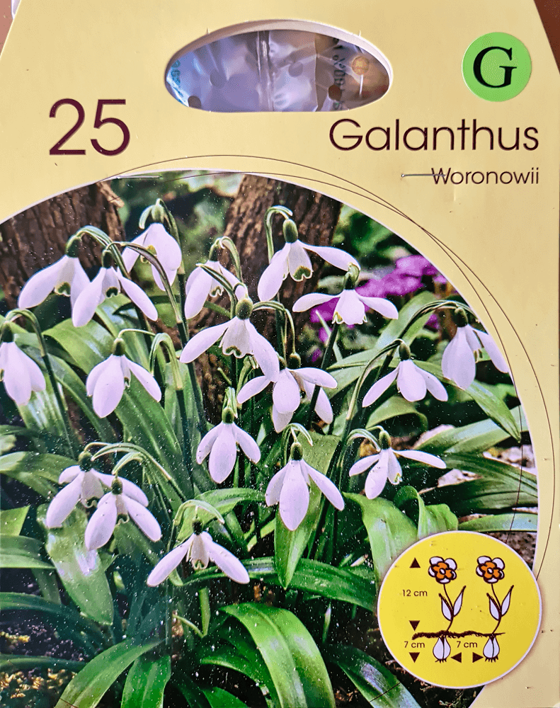 Großpackung Galanthuszwiebeln woronowii (Schneeglöckchen)