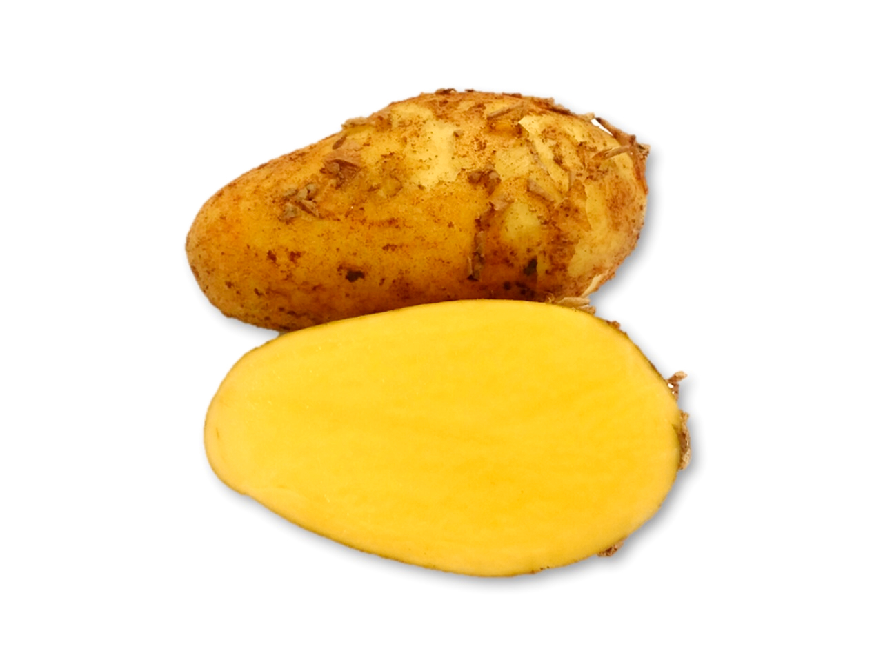 Glorietta - frische neue Ernte