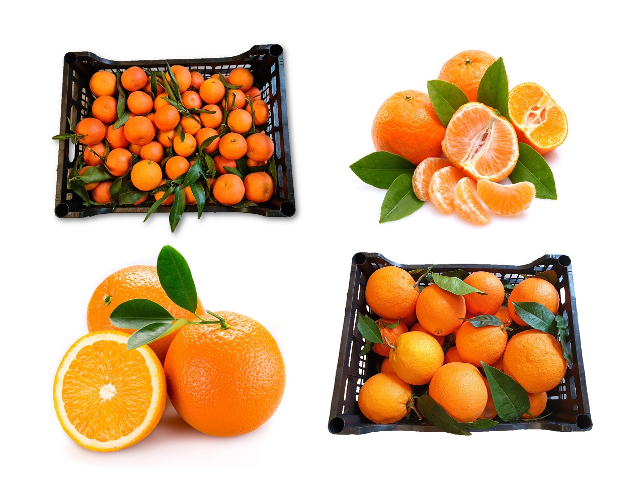Vitaminbombe 10 kg