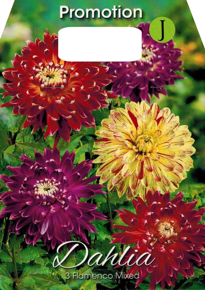 Dahlien Flamenco Mischung Großpackung