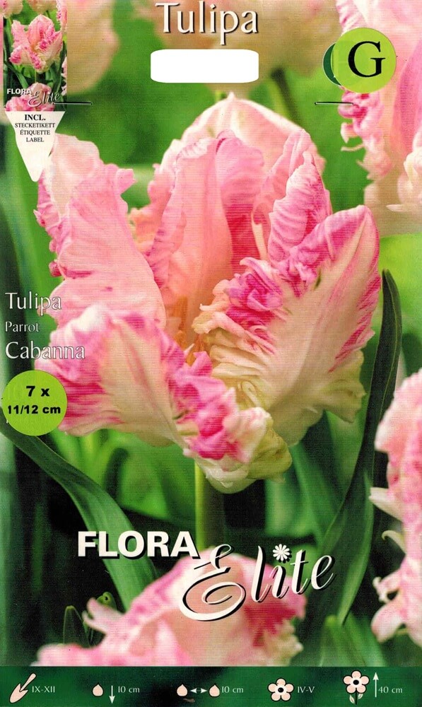 Tulpenzwiebeln Cabanna