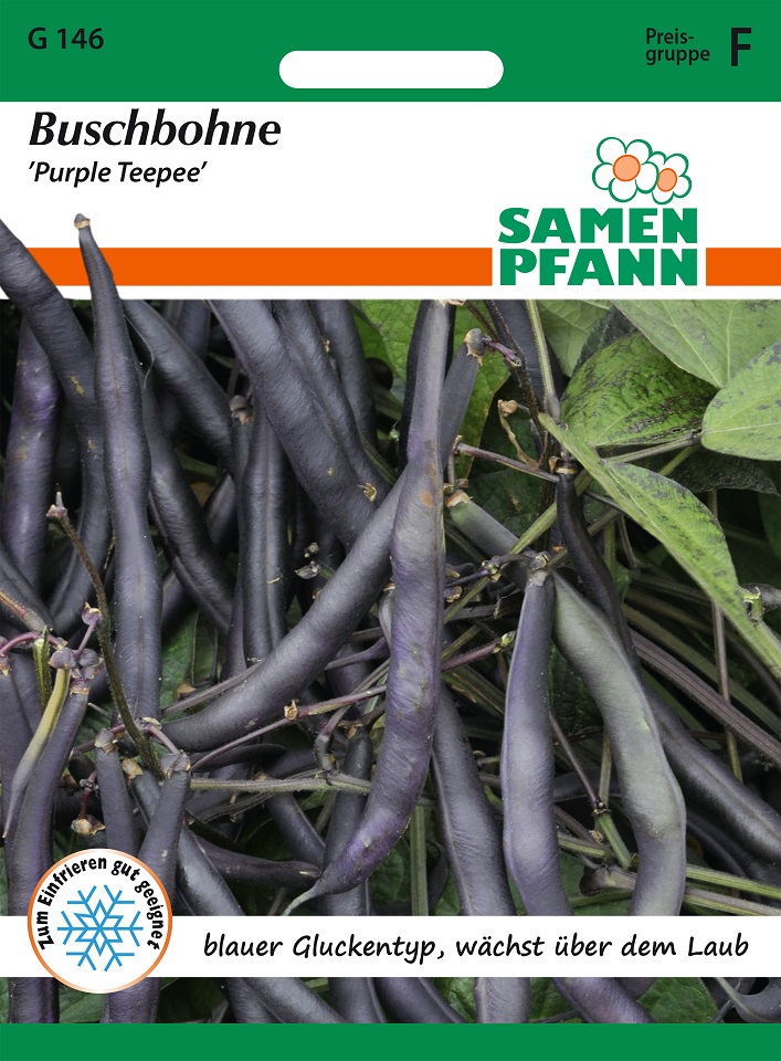 Buschbohnen Purple Teepee Samen