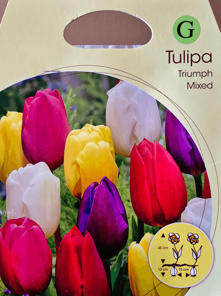 Großpackung Tulpenzwiebeln Triumph Mix
