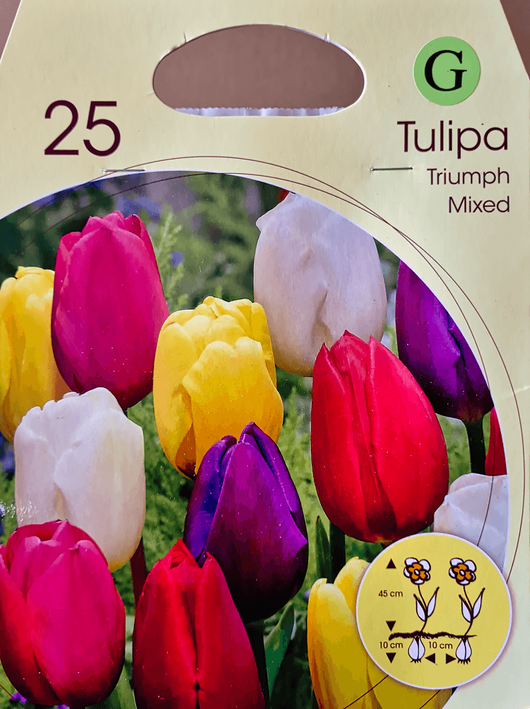 Großpackung Tulpenzwiebeln Triumph Mix