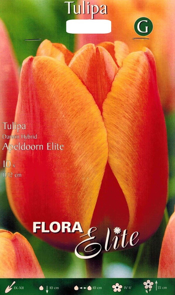 Tulpenzwiebeln Apeldoorn Elite