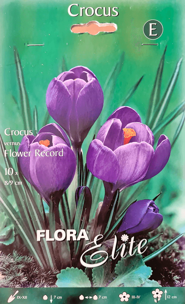 Krokuszwiebeln Flower Record