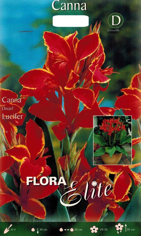 Canna Lucifer (Zwerg-Canna)