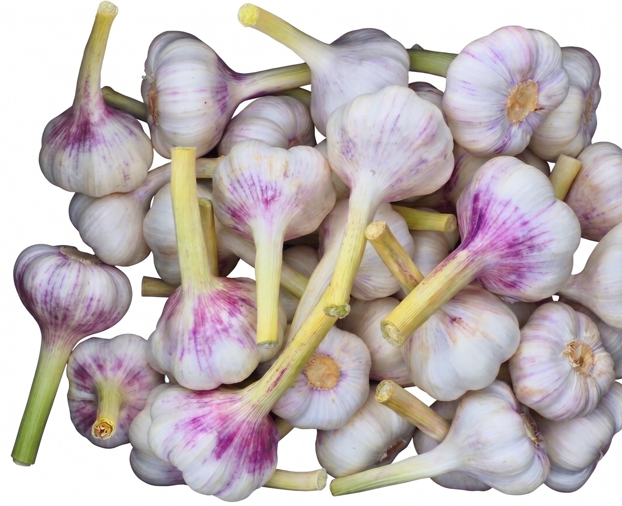 Frischer Knoblauch, 1 Knolle