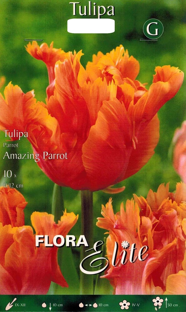 Tulpenzwiebeln Amazing Parrot