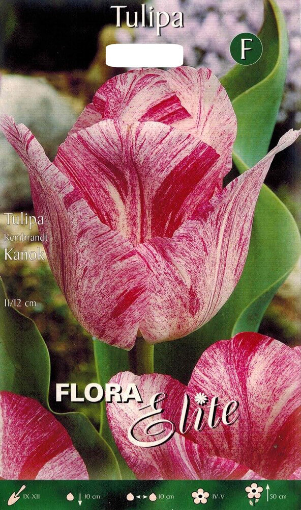 Tulpenzwiebeln Kanok