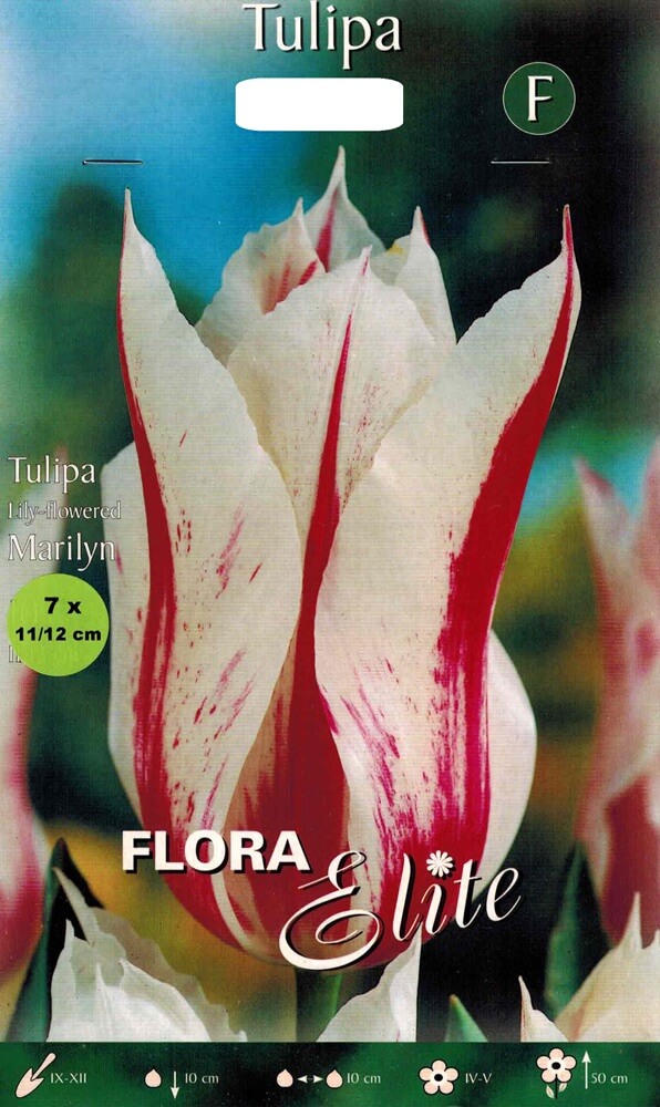 Tulpenzwiebeln Marylin