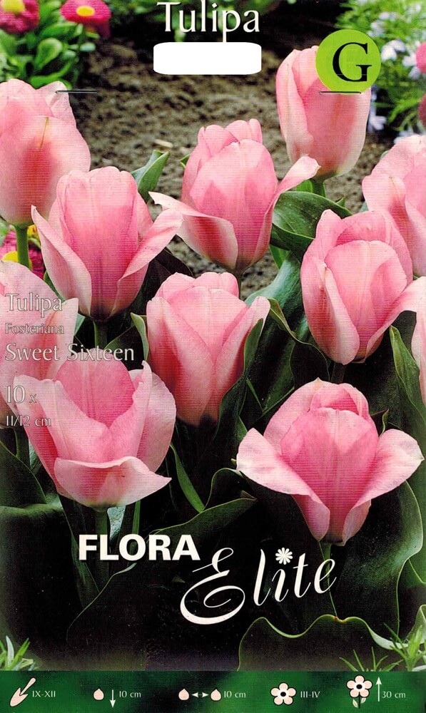 Tulpenzwiebeln Sweet Sixteen