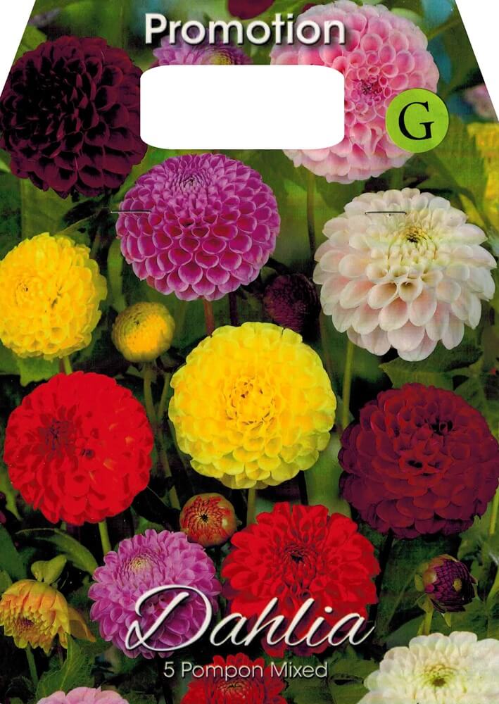 Dahlien Pompon Mischung Großpackung