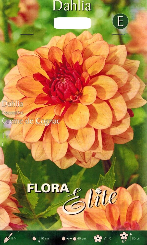 Dahlie Creme de Cognac