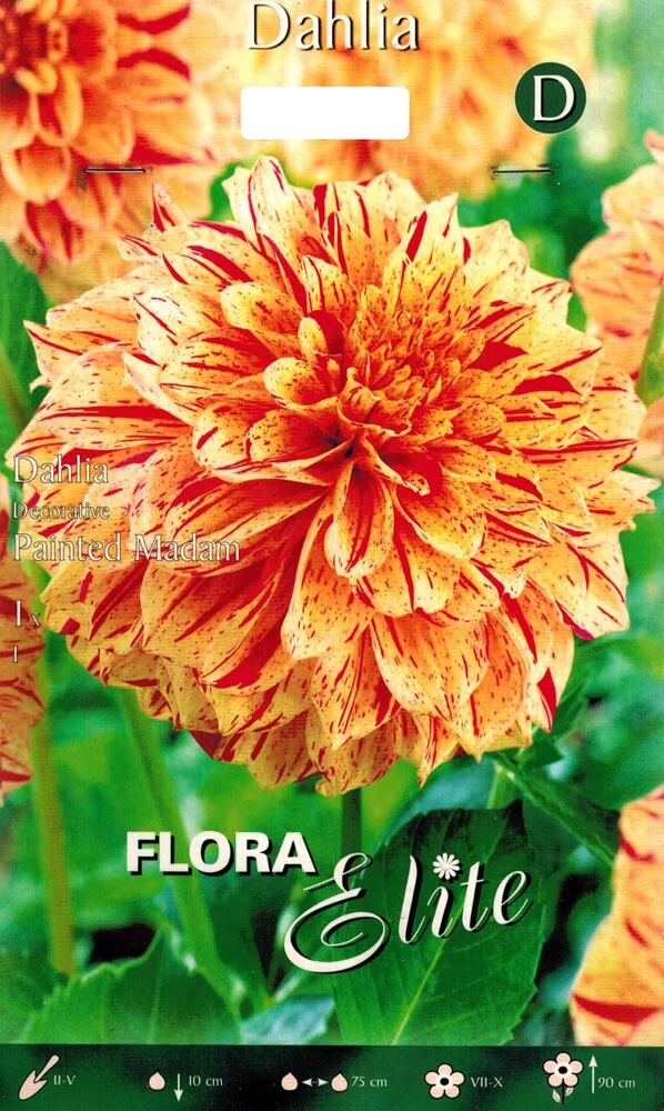 Dahlie Painted Madam