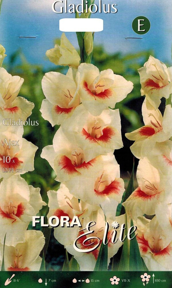 Gladiolen Ajax