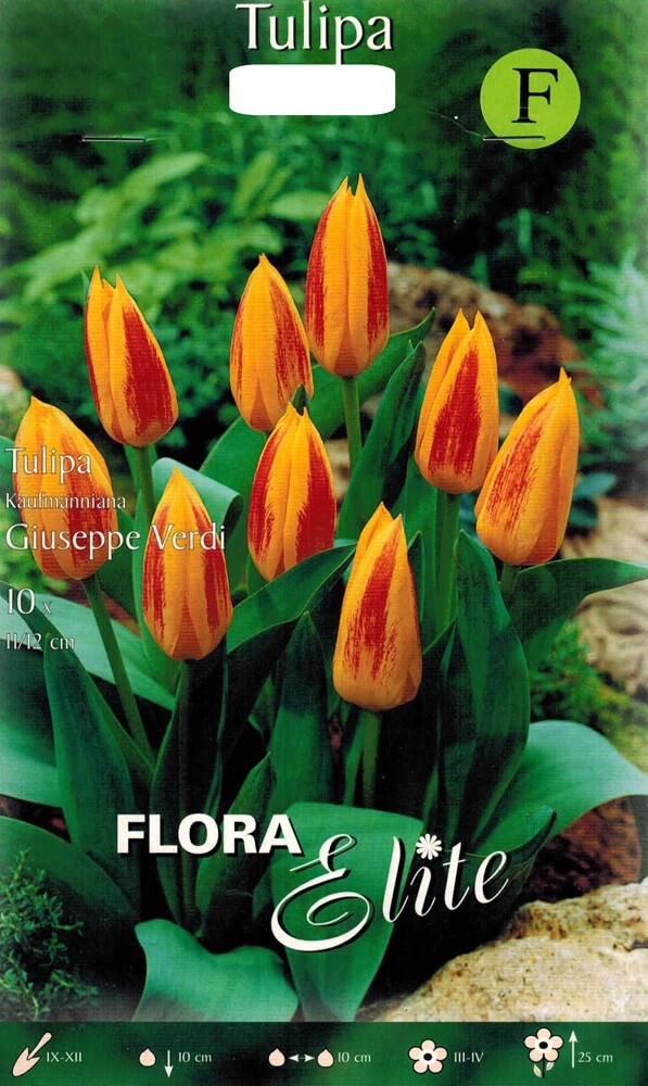 Tulpenzwiebeln Giuseppe Verdi