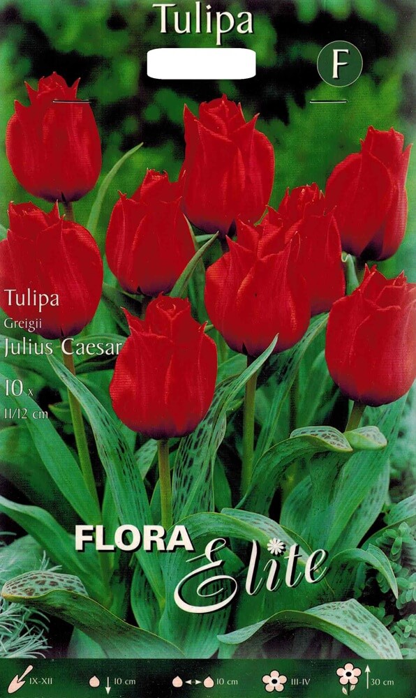 Tulpenzwiebeln Julius Caesar