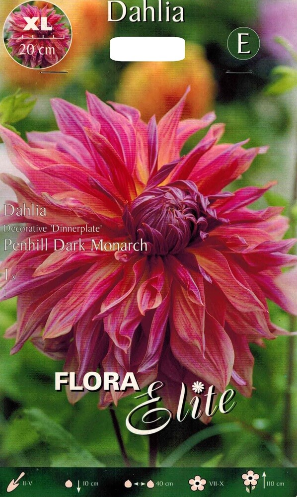 Dahlie Penhill Dark Monarch