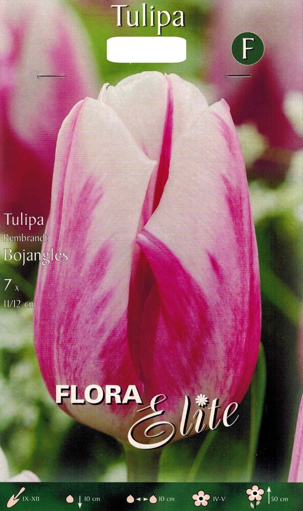 Tulpenzwiebeln Bojangles
